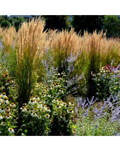 Hohes Reitgras (Calamagrostis acutiflora) Karl Foerster