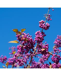 Liebesperlenstrauch Sch&ouml;nfrucht (Callicarpa bodinieri) Profusion