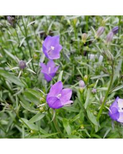 Rundblättrige Glockenblume (Campanula rotundifolia)