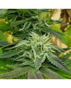 Hanf (Cannabis) Cherry Pie