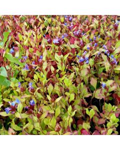 Bleiwurz (Ceratostigma plumbaginoides) Gentian Blue