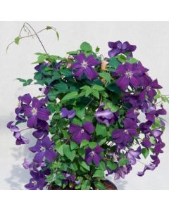 Waldrebe (Clematis) Ayako Victorian Evipo 112