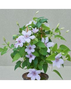 Waldrebe (Clematis) Bernadine Boulevard Evipo061