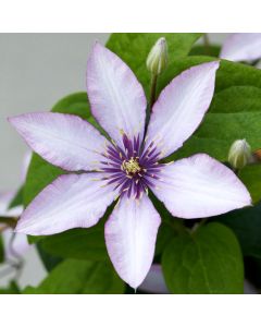 Waldrebe (Clematis) Samaritan Jo Boulevard Evipo075