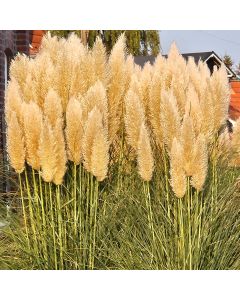 Niedriges Pampasgras (Cortaderia) Pumila