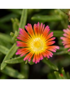 Mittagsblümchen (Delosperma) WHEELS OF WONDER Salmon Pink
