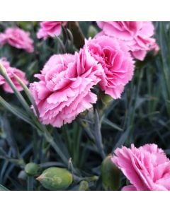 Duftende Federnelke (Dianthus pulmarius) DEVON COTTAGE Pink