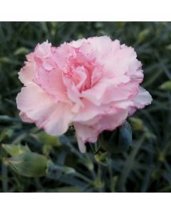 Duftende Gartennelke (Dianthus) DEVON COTTAGE Blush