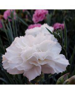 Duftende Federnelke (Dianthus pulmarius) DEVON COTTAGE Dove