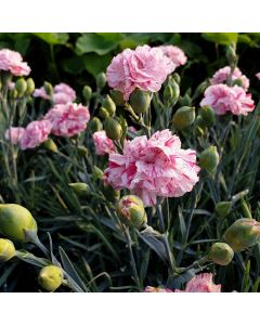 Duftende Federnelke (Dianthus pulmarius) DEVON COTTAGE Pinball Wizard