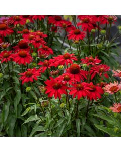 Sonnenhut (Echinacea) SUNMAGIC Fantastic Scarlet