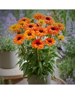 Sonnenhut (Echinacea) SUNSEEKER Mineola