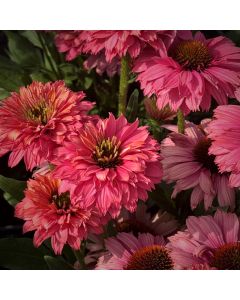 Sonnenhut (Echinacea) SUNSEEKER Pink Grapefruit