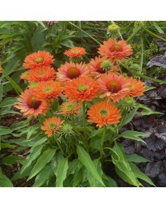 Sonnenhut (Echinacea) SUNSEEKER Pumpkin Pie