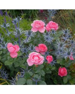 Edelrose (Z&uuml;chterrose) Desir&eacute;e