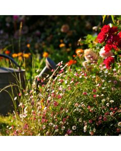 Spanisches Gänseblümchen (Erigeron karvinskianus) Blütenmeer