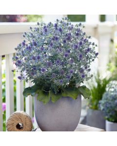 Edeldistel (Eryngium planum) MAGICAL Blue Globe