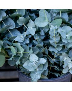 Silberblättriger Eukalyptus (Eucalyptus pulverulenta) Baby Blue