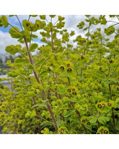 Busch-Wolfsmilch (Euphorbia amygdaloides) Ascot Rainbow