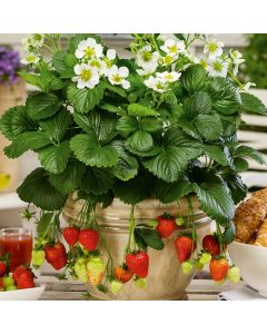 Immertragende Garten-Erdbeere (Fragaria ananassa) Montana