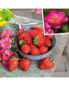 Immertragende Gartenerdbeere (Fragaria ananassa) SUMMER BREEZE Cherry Blossom