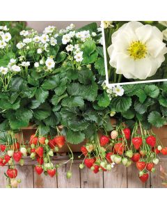 Immertragende Gartenerdbeere (Fragaria ananassa) SUMMER BREEZE Snow