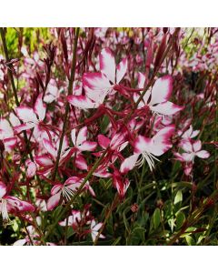 Prachtkerze (Gaura lindheimerii) Freefolk Rosy