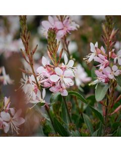 Prachtkerze (Gaura) Graceful Blush