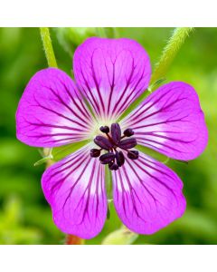 Storchschnabel (Geranium wallichianum) Kelly Anne