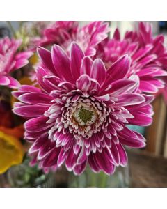 Gerbera (Gerbera jamesonii) GARVINEA Sweet Fiesta 
