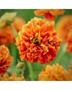 Nelkenwurz (Geum) Orange Pumpkin 