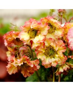 Nelkenwurz (Geum) Pretticoats Peach