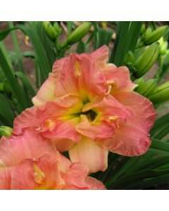 Taglilie (Hemerocallis) Lacy Doily