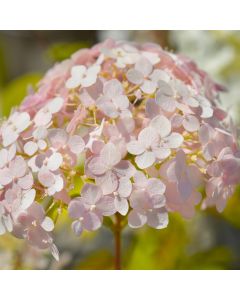 Ballhortensie (Hydrangea arborescens) CANDYBELLE Bubblegum