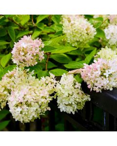 Ballhortensie (Hydrangea arborescens) CANDYBELLE Marshmallow