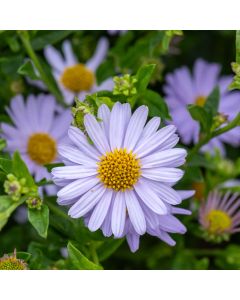 Schönaster (Kalimeris incisa) Blue Star