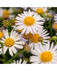 Schönaster (Kalimeris incisa) Madiva