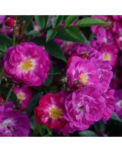 Kletterrose (Züchterrose) Manhattan Blue