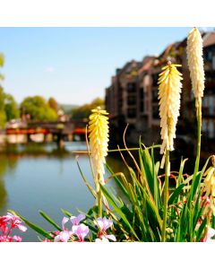 Fackellilie (Kniphofia) Vens Dirk