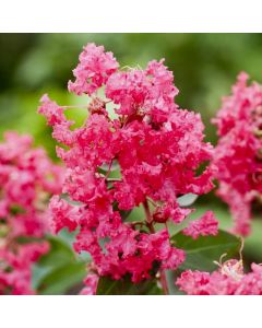Kreppmyrte (Lagerstroemia indica) Coral FILLI