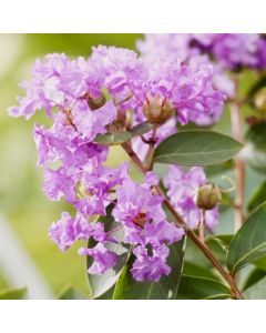 Kreppmyrte (Lagerstroemia indica) Violet FILLI