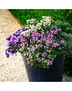 Gefleckte Silber Taubnessel (Lamium) Pink Chablis