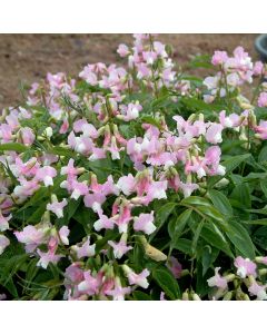 Frühlings-Platterbse (Lathyrus vernus) Little Elf