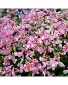 Frühlings-Platterbse (Lathyrus vernus) Rosa