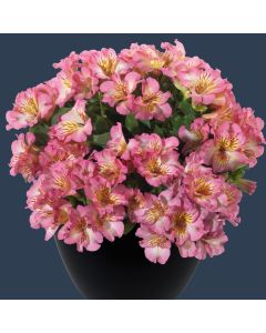 Niedrige Inkalilie (Alstroemeria) INTICANCHA Sunshine