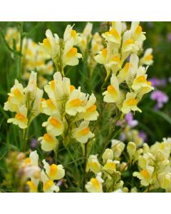 Echtes Leinkraut (Linaria vulgaris)
