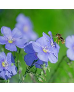 Staudenlein (Linum perenne) Himmelszelt