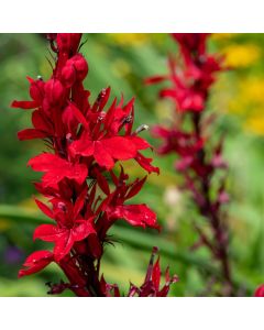 Lobelie (Lobelia fulgens) Queen Victoria