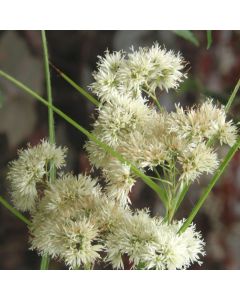 Schneemarbel (Luzula nivea) Lucius