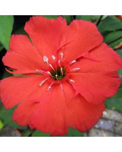 Lichtnelke (Lychnis sieboldii) Lipstick